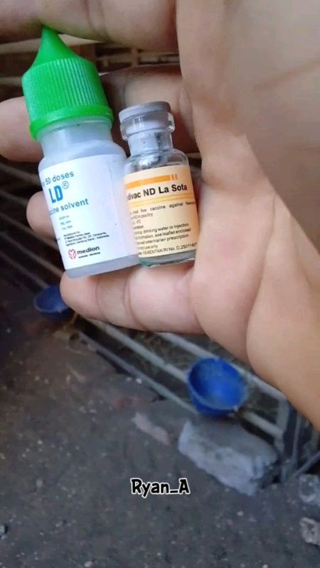 vaksin ayam medivac #RacunShopee #GratisOngkirRP0 #GakNyeselBeliIni #TermurahDiShopee #ShopeeCOD #SpillRacunShopee #vaksinayam #jamuayamlaga