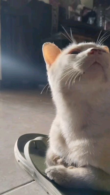 #kucingflue #fluekucing #catloversindonesia #catlovers