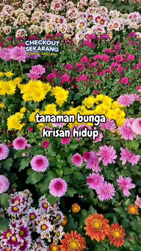 #bungakrisan #bungakrisanhidup #RacunShopee #fyp #DiskonRacunShopee #GratisOngkirRP0 #ViralDiShopeeVideo #ShopeeLook #PromoNonStop