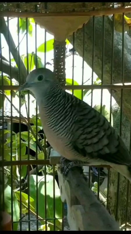 #burungperkutut #perkutut #perkututgacor #perkututlokal #perkututmania #perkututmurah #perkututbangkokgacor #perkututbangkokgacor#perkututlomba#burung
