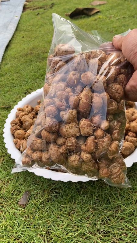 #kencursegar1kg#bumbumasak