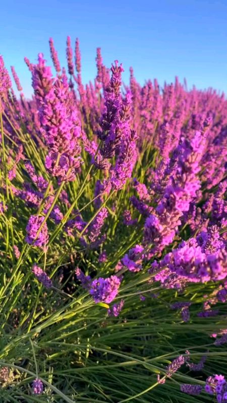 Benih bunga lavender #bungalavender #benihbungalavender #lavender