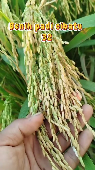 Benih padi super unggul cibatu 32 #petaniindonesia🇮🇩🇮🇩🇮🇩🌿 #benihpadicibatu32 #padicibatu32 #padiunggul #petanimuda #fyp