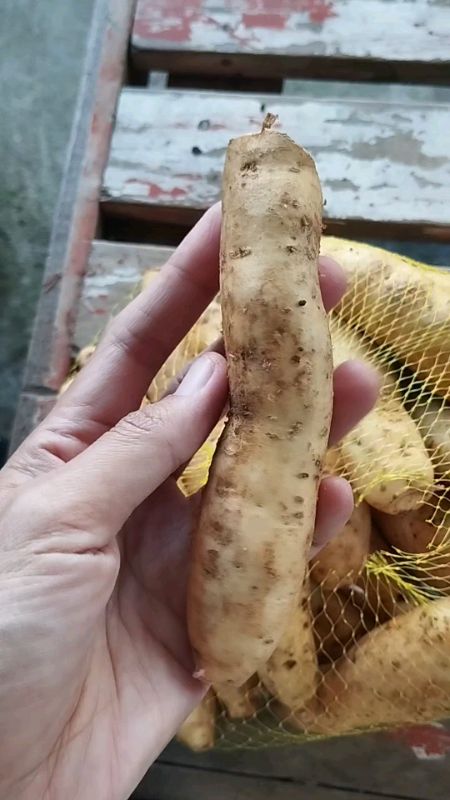 ubi Cilembu #SpillRacunShopee #ubicilembu #gajiansale🔥 #shopeevidio #shopeevideoviral #racunshopeevideo #ubimaducilembu