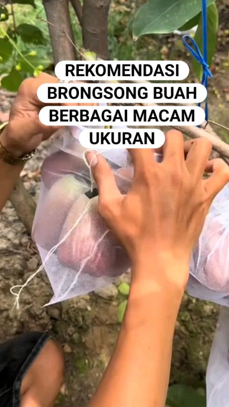 BELI DISINI BOSQUE#brongsongbuah #brongsongbuahkelengkeng #brongsongbuahbuahan