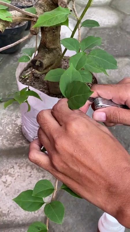 Infarm Nuttisi Dan Buat Pertumbuhan Akar Tanaman yang cepat