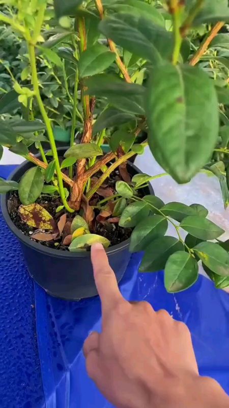 bibit blueberry #RacunShopee #ViralDiShopeeVideo #PromoNonStop #ShopeeCOD #GratisOngkirRP0 #DiskonRacunShopee #bibitblueberry #benihblueberry