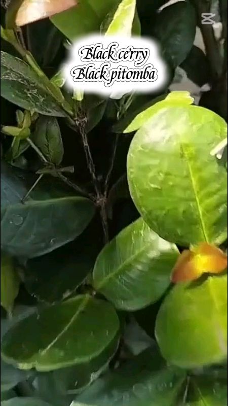 #SpillRacunShopee #RacunShopee #berkebun