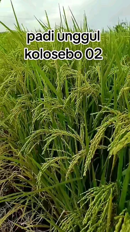 Benih Padi Kolosebo 02#benihpadikolosebo#padikolosebo02#benihpadi#petanimuda#petanimilenial#shoppeecod#belidisini