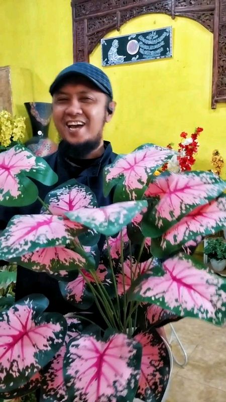 Kelasi Orange #keladiartificial #kealdihias #keladi