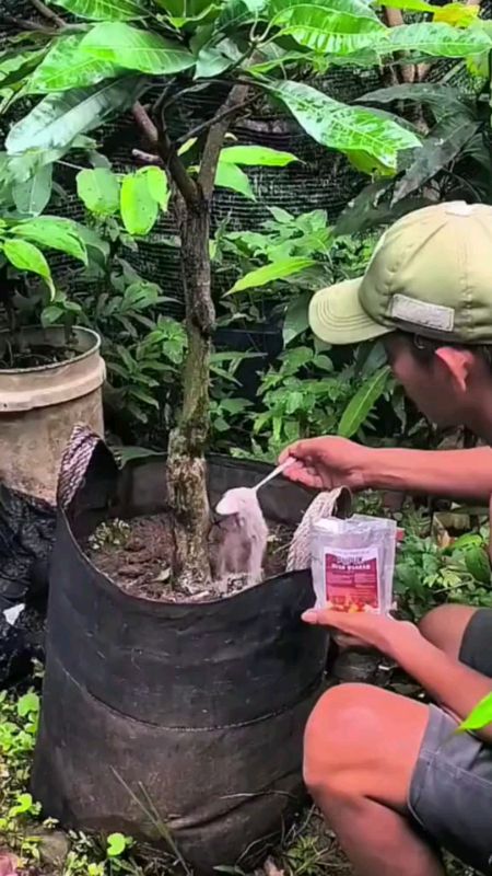 pupuk buah buahan asli#pupukbuah #belanjamudahdishopee #belinyadivideoaku #BelinyaDiShopee👍🤪
