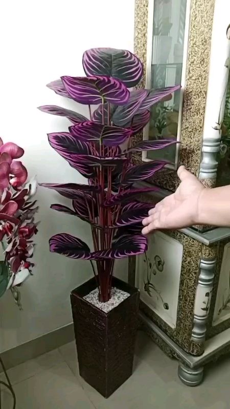#daunkeladiplastik #fyp #ShopeeVideoTopCreator #RacunShopee
