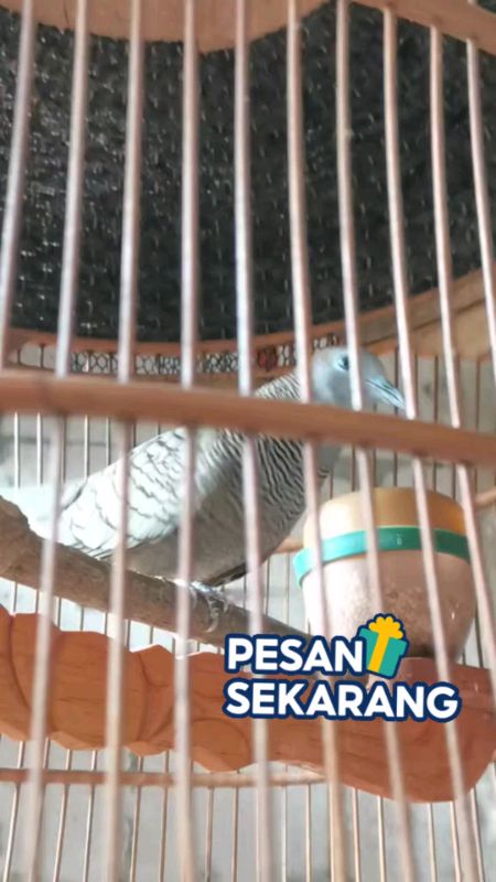 kirim hari ini #perkututlokal #gacor #burungkicau