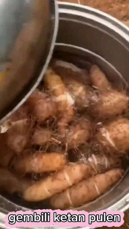 [Khusus Bibit] BIBIT UMBI GEMBILI KETAN PULEN || SANGAT MUDAH TUMBUH