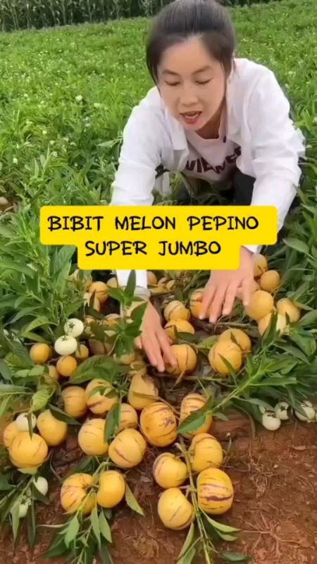 bibit melon pepino super jumbo genjah. #bibit #bibittanaman #bibitmelonpapino