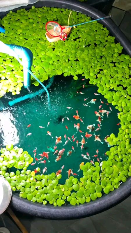 Paket Ikan molly #ikanmolly #mollybalon