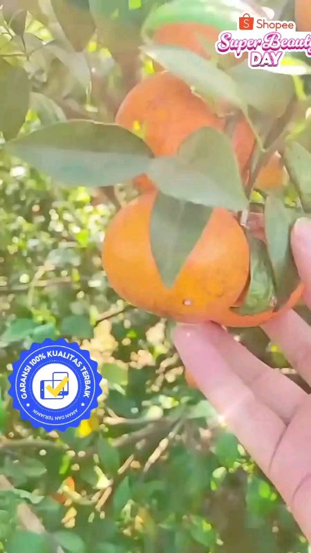 kain jaring pembungkus buah di pohon // brongsong Bungkus Buah Dipohon #brongsongbuahdipohon #bungkusbuahdipohon #tahanterhadapcuaca #hargamurah