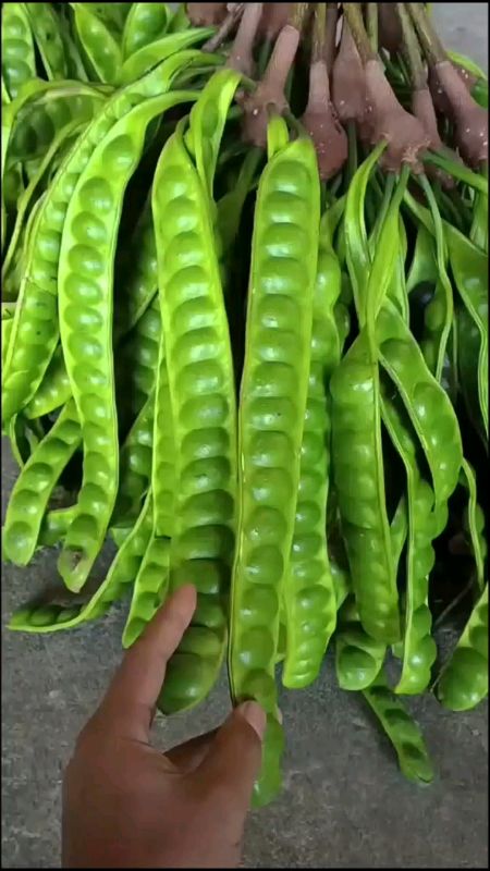 #pete #petey #RacunShopee #semuaorang #VidioViralDiShopee #adadiskondishopee #ViralDiShopeeVideo #fyp