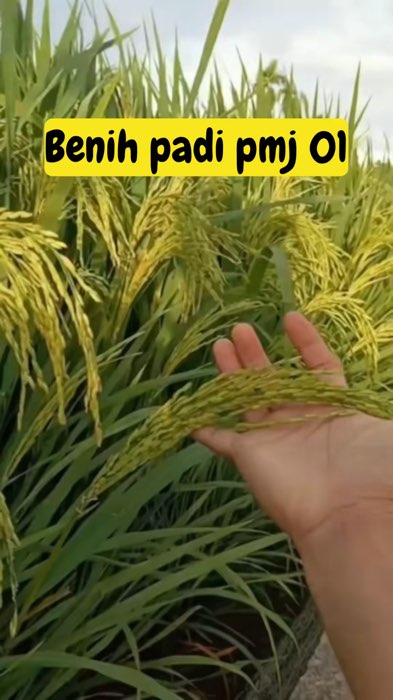 Benih padi super unggul PMJ 01 #padisuperunggul #bibitpadipmj01 #benihpadipmj01kualitassuper #petaniindonesia🇮🇩🇮🇩🇮🇩🌿 #petanipadi #fyp