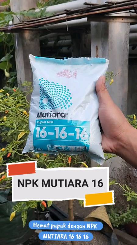 NPK MUTIARA 161616 masa pertumbuhan dan pembuahan bisa #ViralDiShopeeVideo #SpillRacunShopee #diskon12persen #NPKMutiara