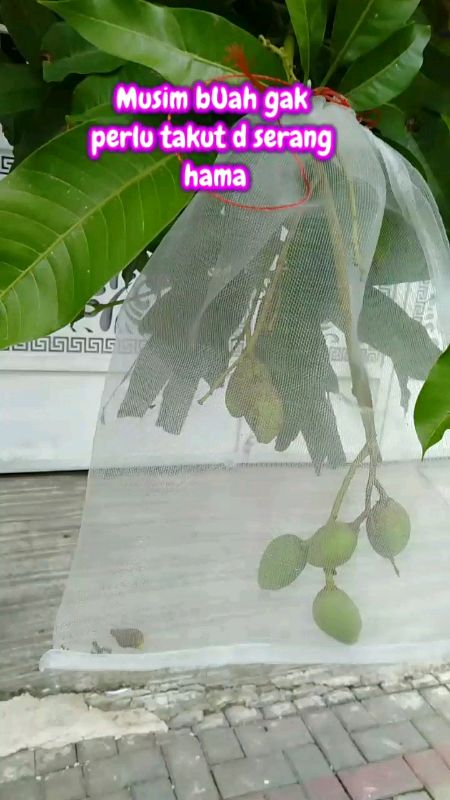brongsong buah mangga,kelengkeng jambu dll#promoshopee #GratisOngkirRP0 #brongsongbuah #fyp