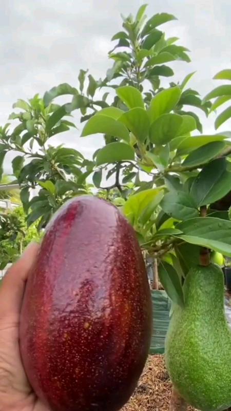 Bibit Alpukat Red Vietnam #redvietnam #bibitalpukatmerah #bibitalpukatredvietnam #bibitalpukatjumbo #bibit #bibittanaman