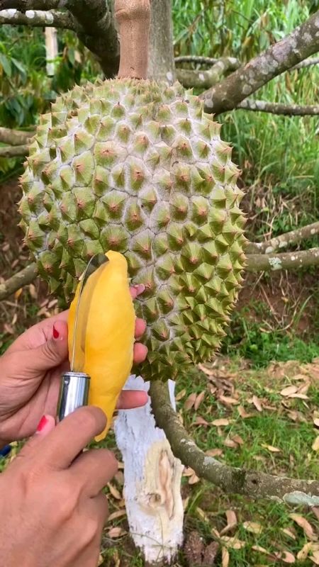 bibit durian bawor unggul #RacunShopee #DiskonRacunShopee #Diskon40RB #RacunShopeeCheck #Diskon50Persen