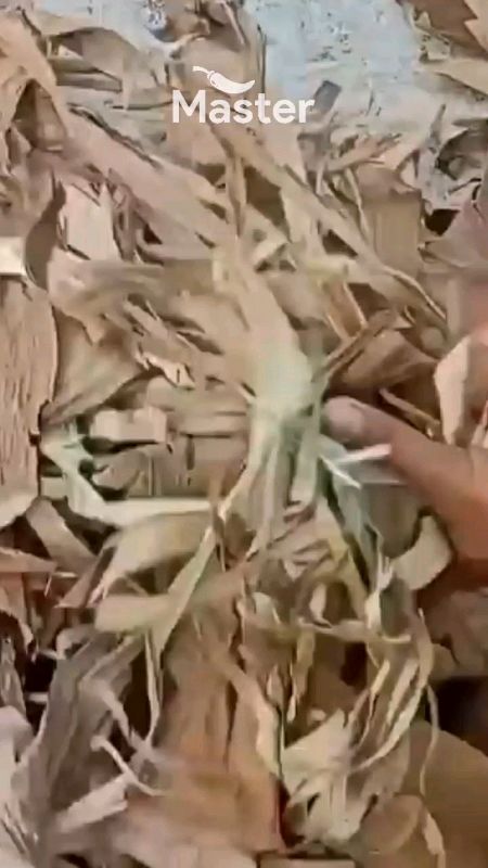 #cabai #cabe #insektisida #bibitcabai #GratisOngkirRP0 #ViralDiShopeeVideo #RacunShopee