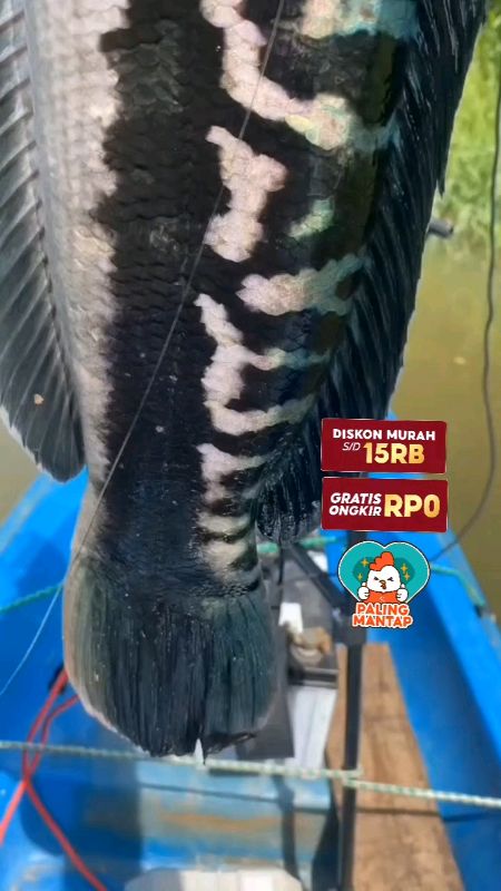 #Softlure #castinggabus #castingtoman #softlurekiller #softluremurah #softlurepaddle #umpancastinggabus #umpanpancing