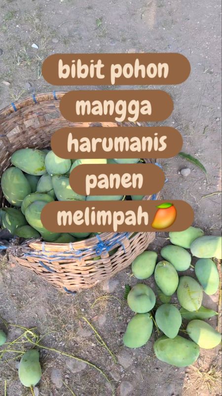 BIBIT POHON MANGGA harum manis#fyp #bismillahfyp #bibit #bibitpohonmangga #mangga #manggaharummanis #tanaman #cekoutsekarang🛍 #cekkeranjangkuning #fy