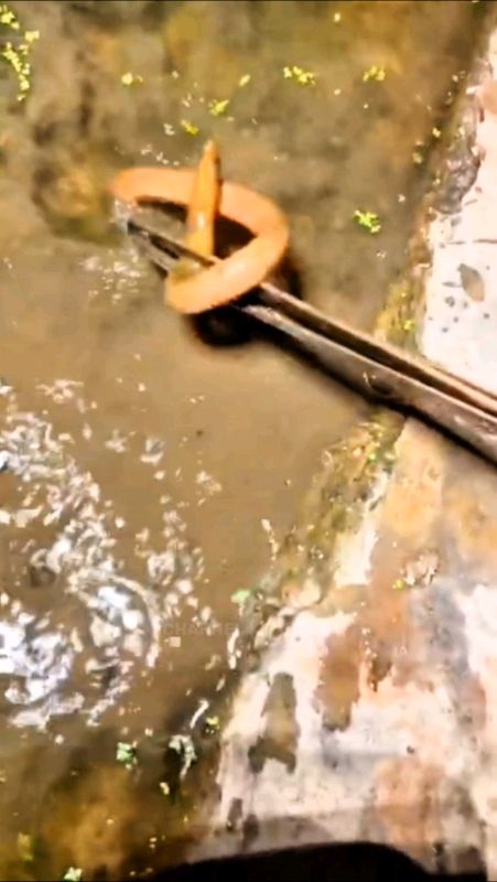 Belutnya Tertipu Pakai Cara ini Belutnya Dapat Banyak Umpan Tetap Utuh 😱🤣 #ShopeeCOD #ViralDiShopeeVideo #belutbabon #belutsawah #belut #trending