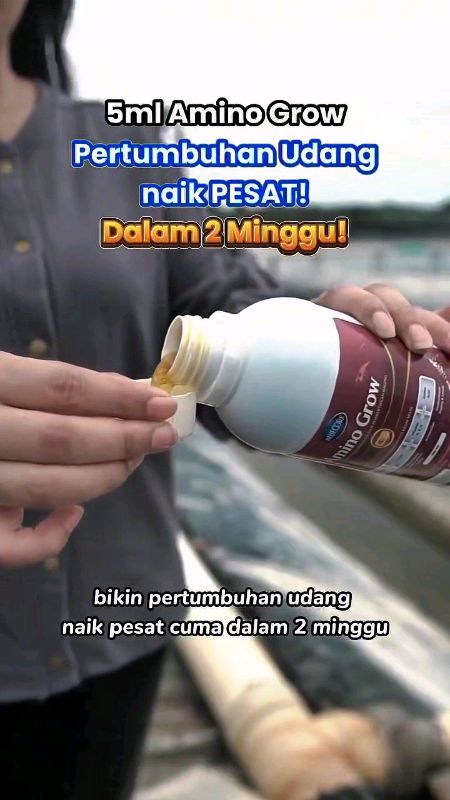 Solusi pertumbuhan udang supaya bobot nya besar ga terhambat , pastiin pakai AMINO GROW untuk pertumbuhan optimal #bluecore #aminogrow #tambakudang