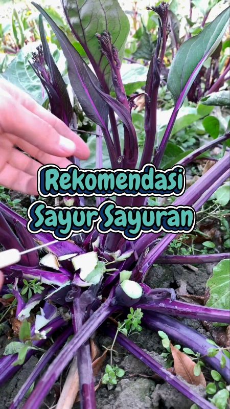 #CODinApa #SpillBawaBerkah #GratisOngkirRP0 #benihsayur #kailan #sayurkailan #bibitsayuran #benihkailan #fyp