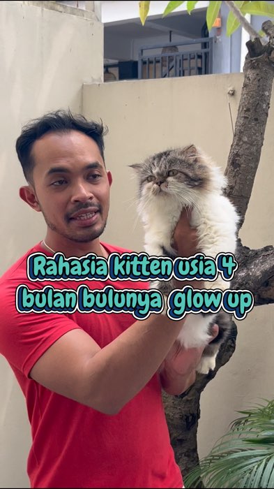 Testimoni jujur anabulku yang rutin aku berikan visco 3 sejak kitten, bulunya lebat, halus dan gak rontok #kucing #kucinglucu #fyp
