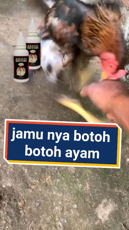 #jamuayamlaga #jamuayam #jamuayambangkok #jamuayamherbal #juraganbotoh #dopingayamaduan  #jamuayamjago #SpillRacunShopee #followme #doppingayam