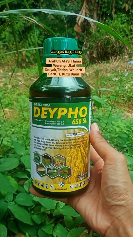 Deypho Pengendali Hama Wereng, ULat Grayak,Thrips, WaLaNG SaNGiT, Kutu Daun #deypho #insektisidadeypho #obatwerengcoklat #obathamaulat #obatthrips