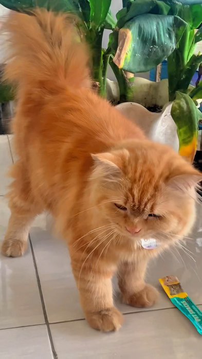 #snackkucing #cemilankucing