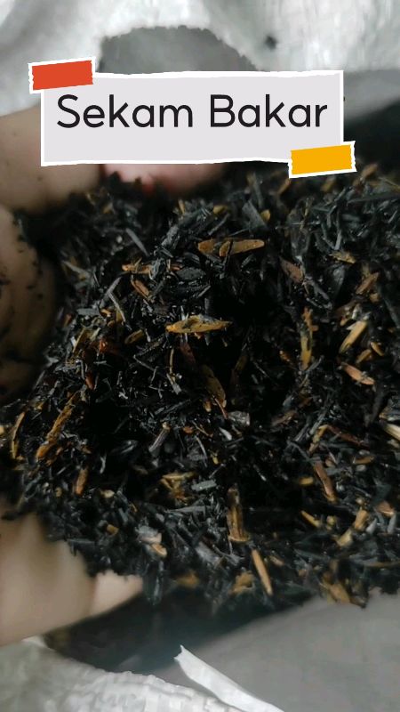 Sekam bakar buat media lebih gembur#sekambakar #sekam #RacunShopee #GratisOngkirRP0 #SpillRacunShopee #SpillBawaBerkah #RacunShopeeCheck