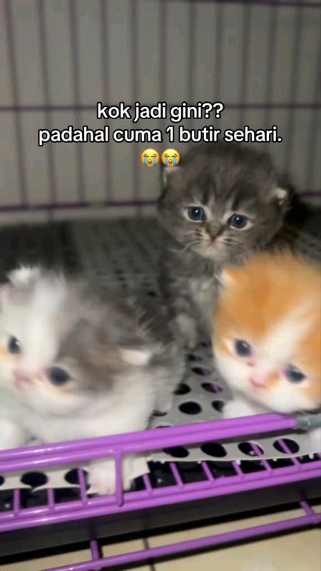 #royalcare #royalcarefishoil #kucing #ViralDiShopeeVideo