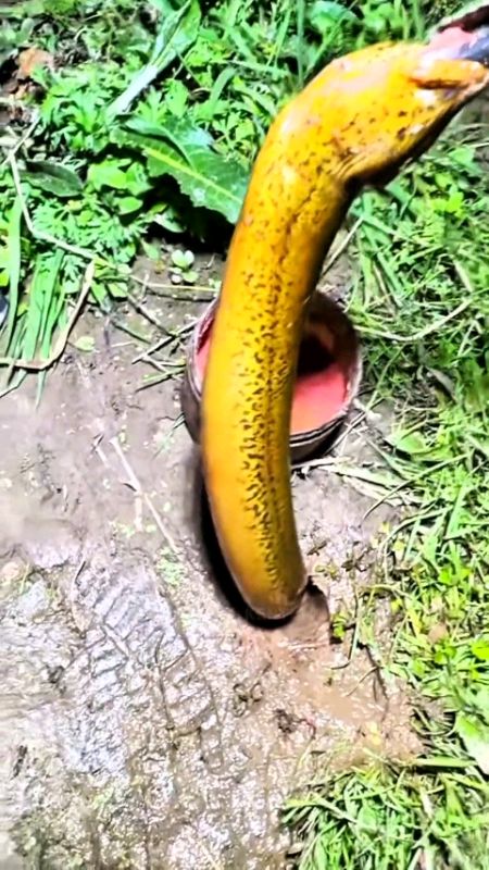 Capitan Belut Dan Kepiting ini Super Ampuh Capit Ke Bibir Belutnya Langsung Belutnya Pasrah Tak Bisa Melepaskan DIRI 😭#guntingcapitbelut #viral #fyp