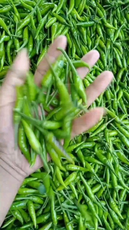 Cabe rawit segar, cocok untuk kebutuhan usaha & stok dapur. Cek detailnya di sini  #caberawit #bumbudapur #belanjashopee #RacunShopee