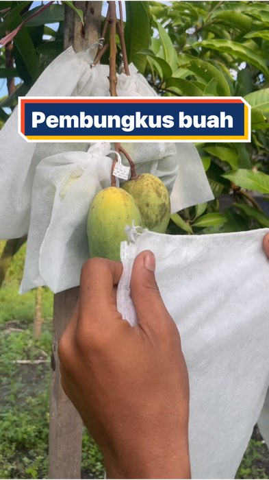 Cegah hama dan meminimalisir penggunaan pestisida #pembungkusbuah #fruitcover #RacunShopee