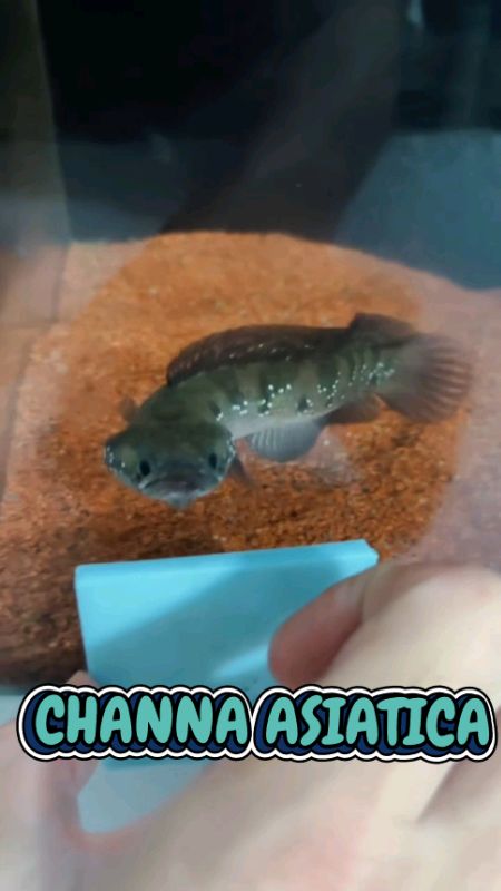 #channa #channaasiatica #channaasiaticawhitespot #shopeevideo #RacunShopee #DiskonRacunShopee #SpillRacunShopee #SpillBawaBerkah #fyp #ShopeeLook