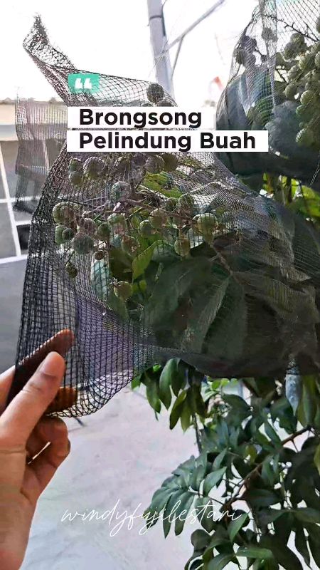#brongsongbuah #brongsongkelengkeng #pelindungbuah #RacunShopee #SpillRacunShopee #RacunShopeeCheck #DiskonRacunShopee #Diskon50Persen #shopeevideo