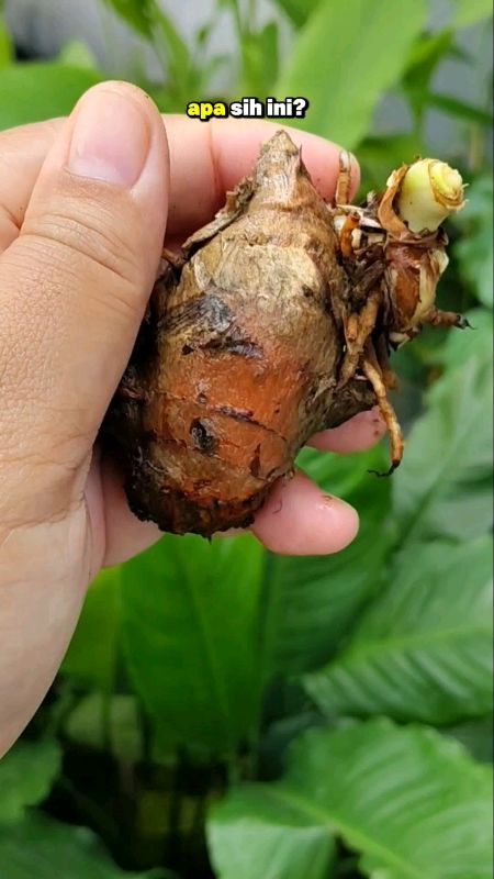 Biang Kunyit #biangkunyit #indukkunyit #biangkunyitkykrempah #kunyit #RacunShopee #ShopeeCOD #GratisOngkirRP0 #SpillRacunShopee