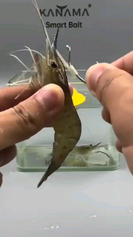 mata kail umpan udang hidup #SpillRacunShopee #ShopeeCOD #DiskonRacunShopee #RacunShopeeCheck #RacunShopeeUnik #RacunShopee