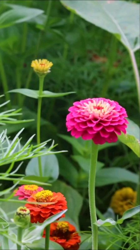 Benih Bunga Zinnia #bunga #benihbungazinnia #benihbungamudahtumbuh