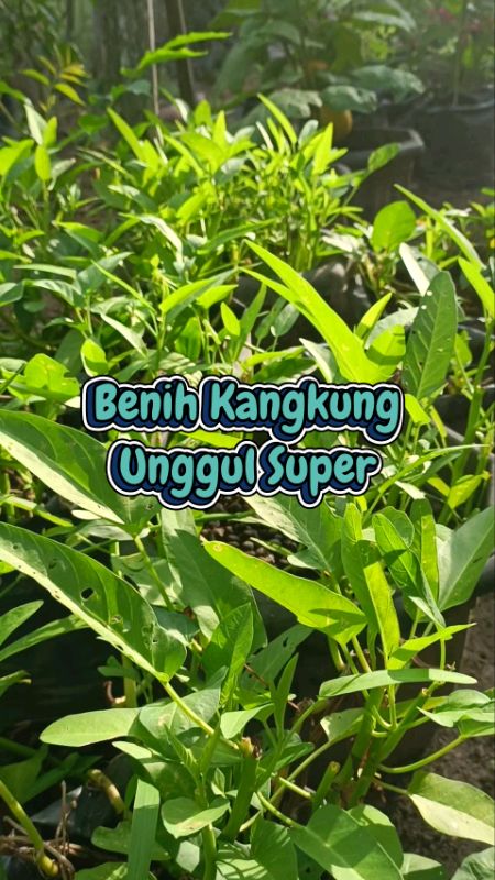 Temukan Benih Kangkung daun Lebar - daun Sedang - daun Sempit Mudah Di Tanam #kangkunghijau #benihkangkung #benihkangkungsuper #video #affiliateshopee