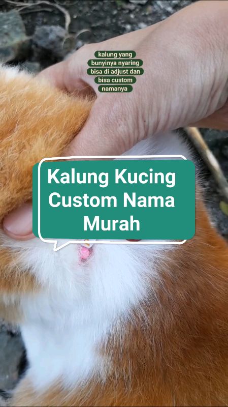 kalung kucing custom #ShopeeLook #ShopeeReview #RacunShopee #SpillRacunShopeeCheck #kalungkucing #kalungkucingcustom #kalungkucingmurah #viral #fyp