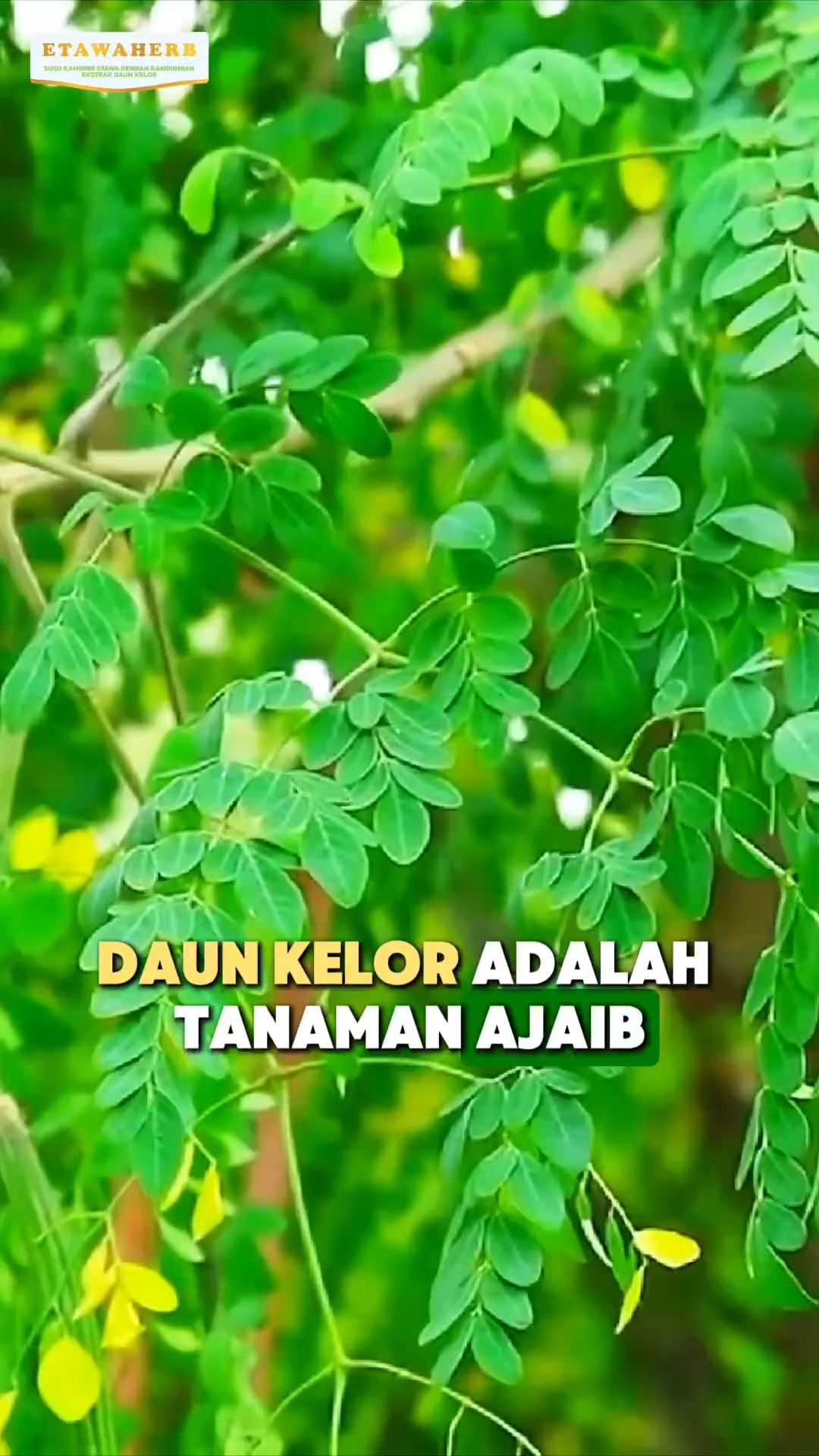 Manfaat daun kelor!!! #daunkelor #dayatahantubuh #hipertensi #diabetes #etawaherboriginal #etawaherbalviral
